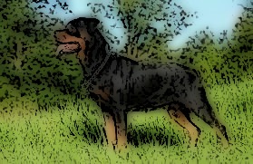 ロットワイラー　食肉目イヌ科