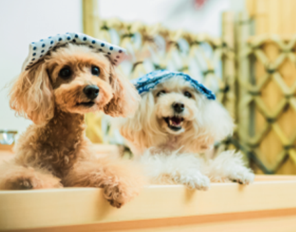 老犬ホーム　東京都